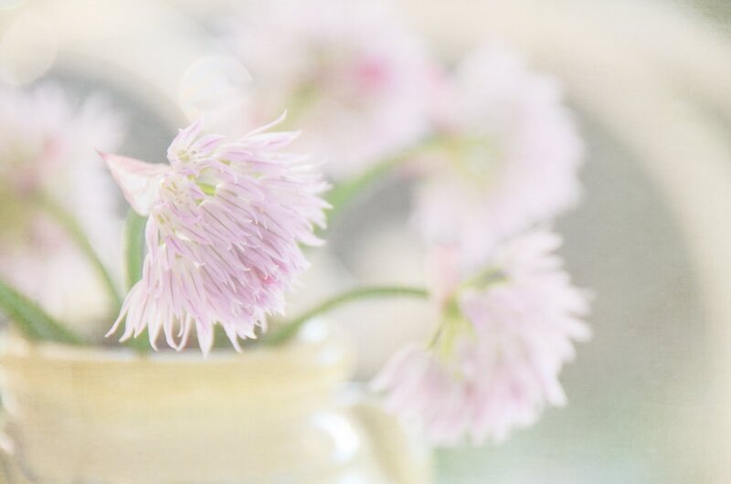 Pink Chive Flowers — Soft