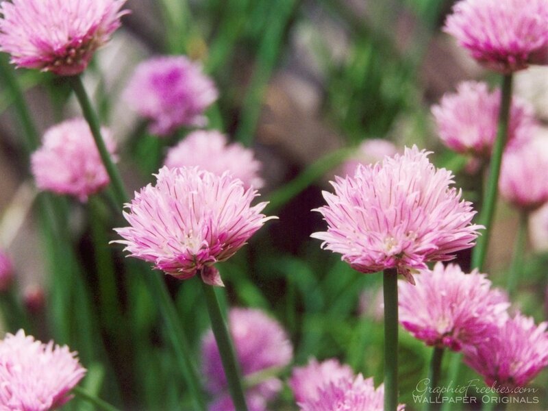 Pink Chive Flowers