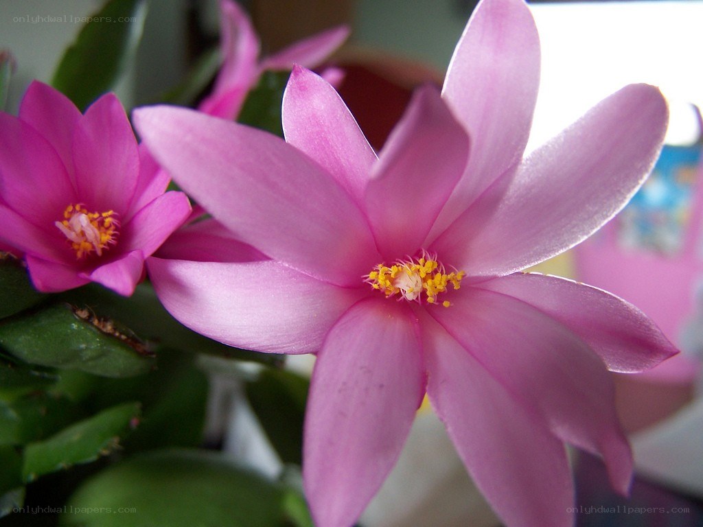 Pink Christmas cactus flower