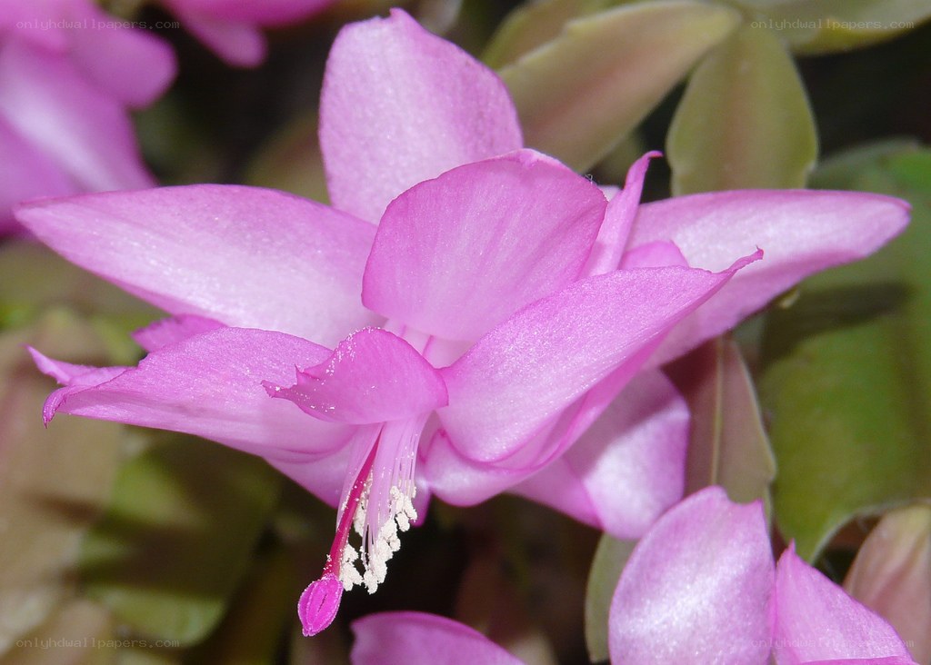 pink christmas cactus flower