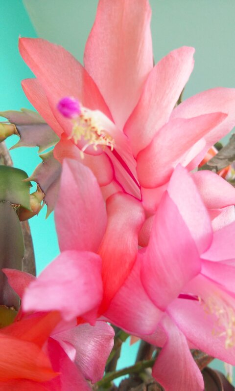 Pink Christmas Cactus Flower — Calm, Photograph, Stem