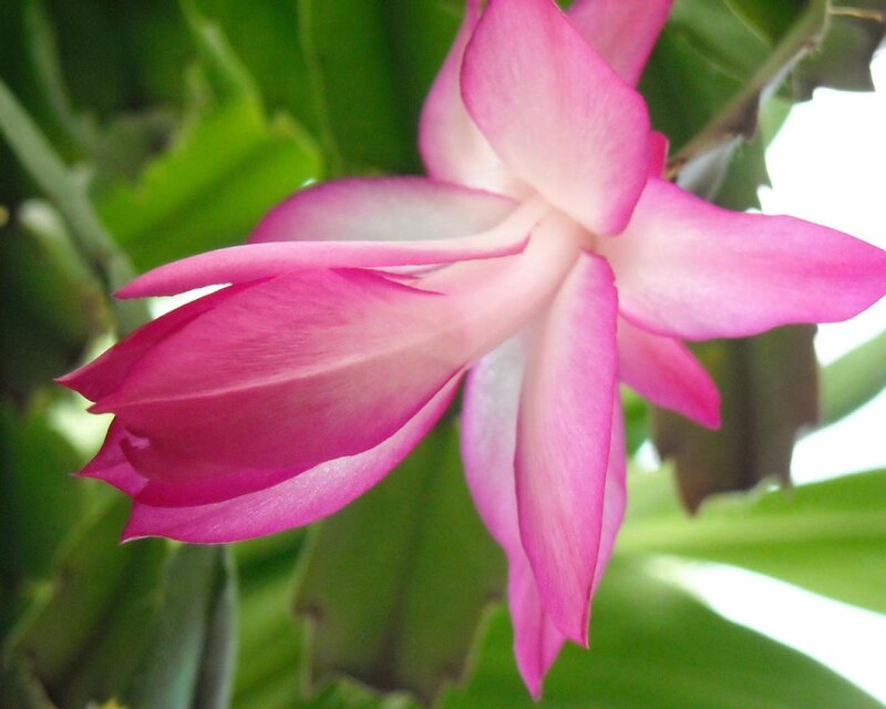 Pink Christmas Cactus Flower — Calm, Photograph