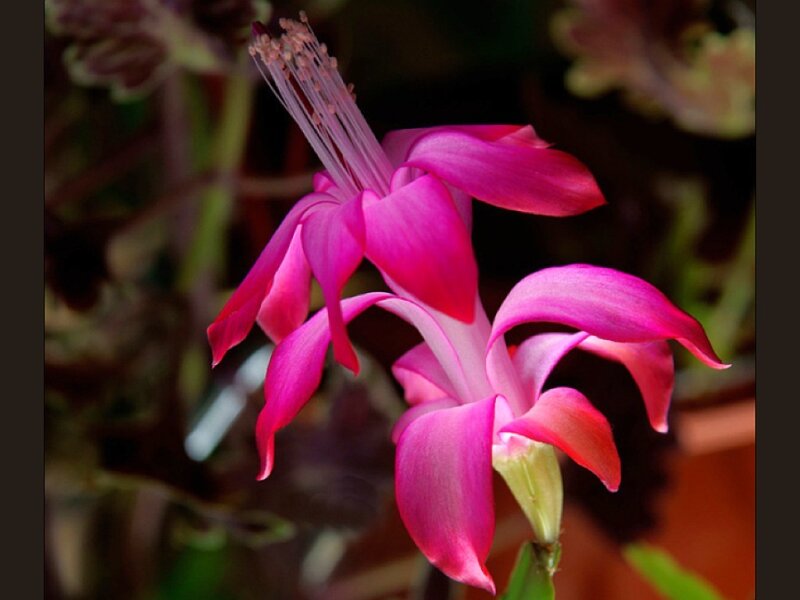 Pink Christmas Cactus Flower — Calm