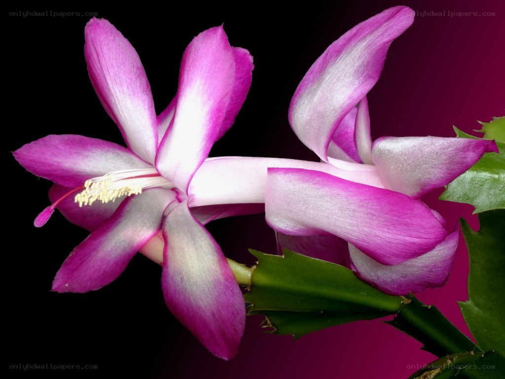 Pink Christmas cactus flower
