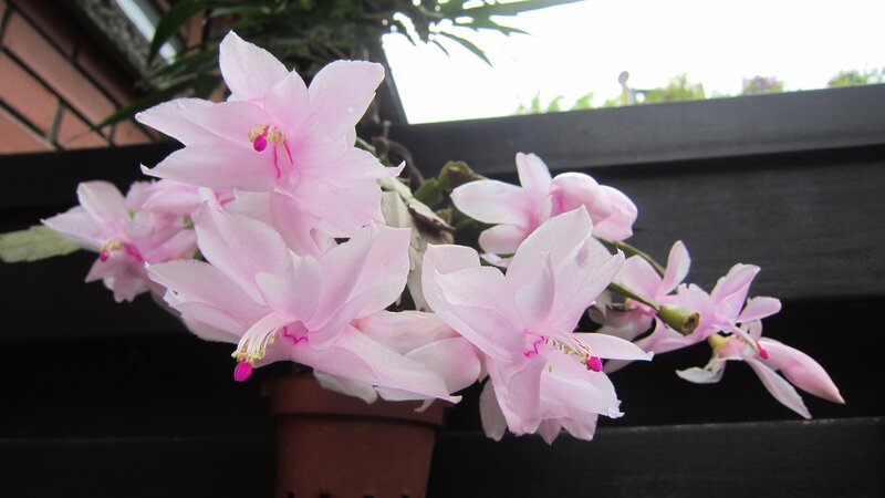 Pink Christmas Cactus Flowers — Calm, Afternoon