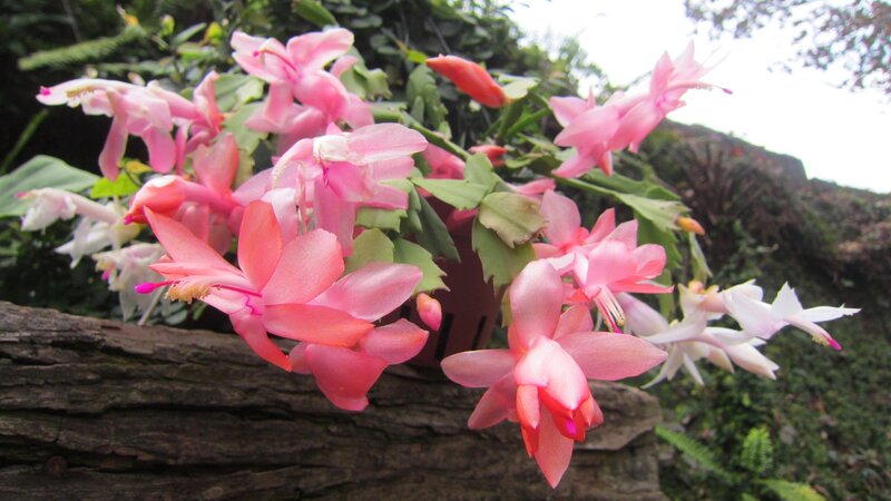 Pink Christmas Cactus Flowers — Calm