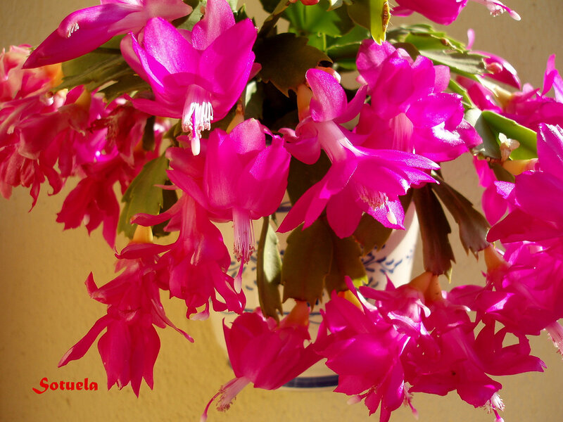 Pink Christmas Cactus Flowers