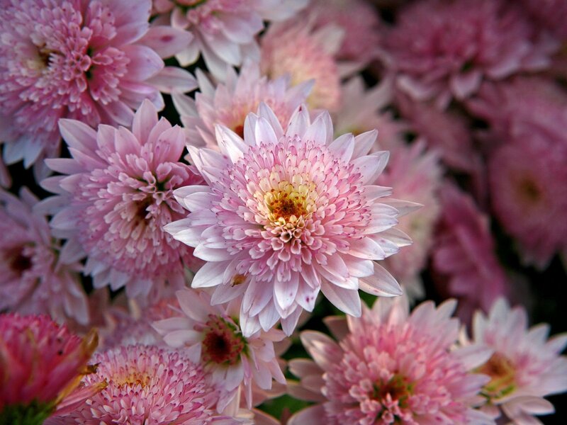 Pink chrysanthemum blooms