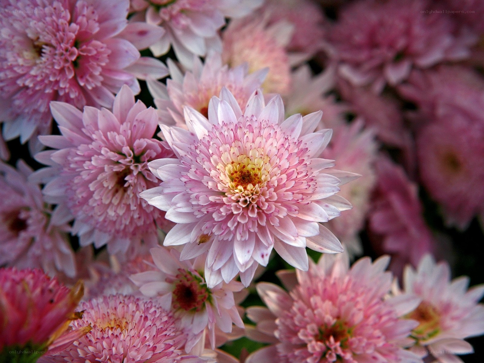 Pink chrysanthemum blooms