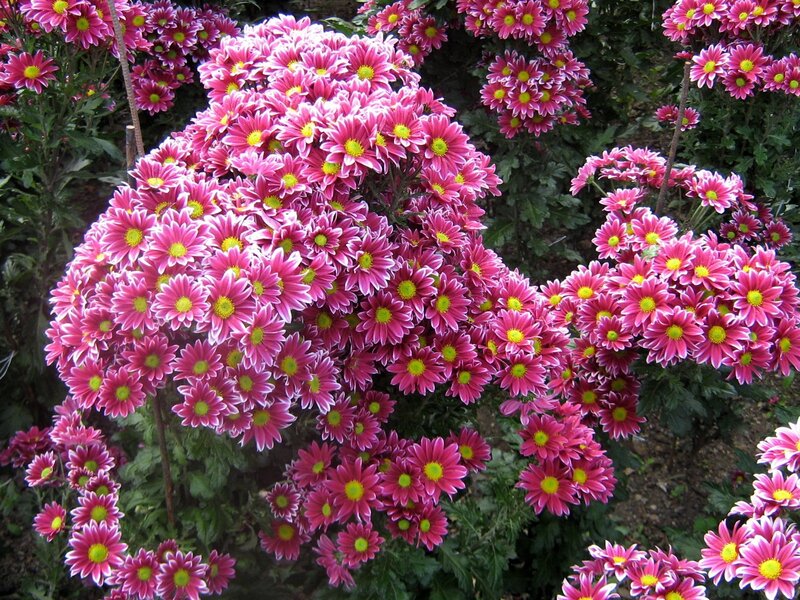 Pink chrysanthemum blooms