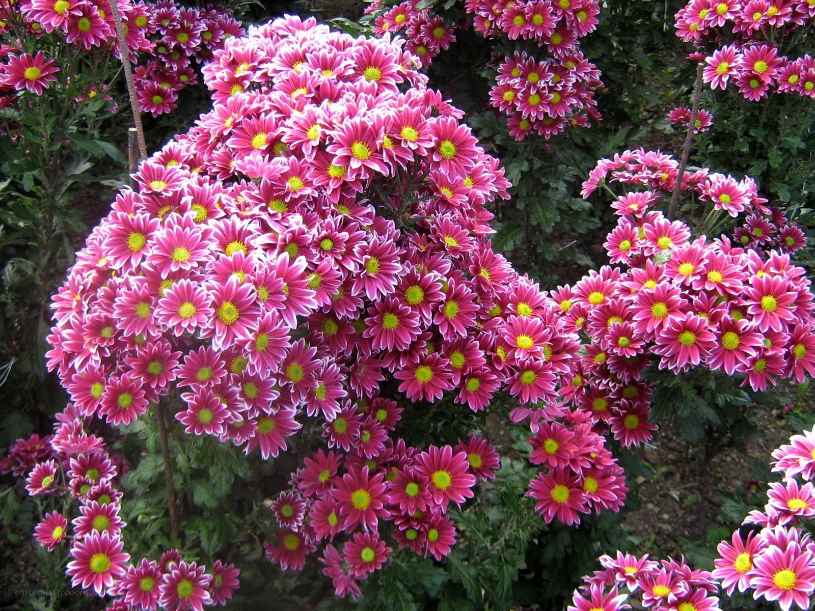 Pink chrysanthemum blooms