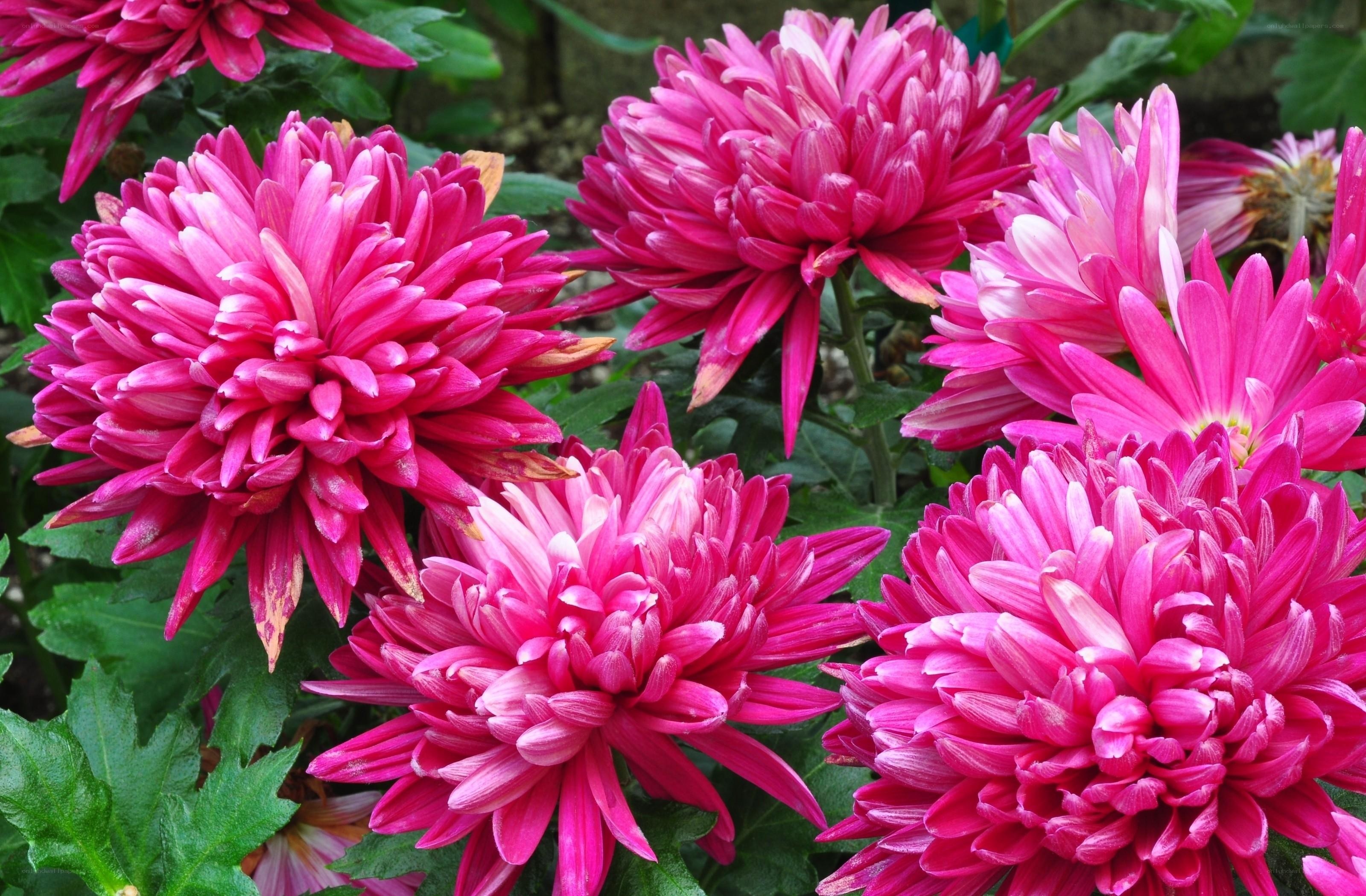 Pink chrysanthemum blooms