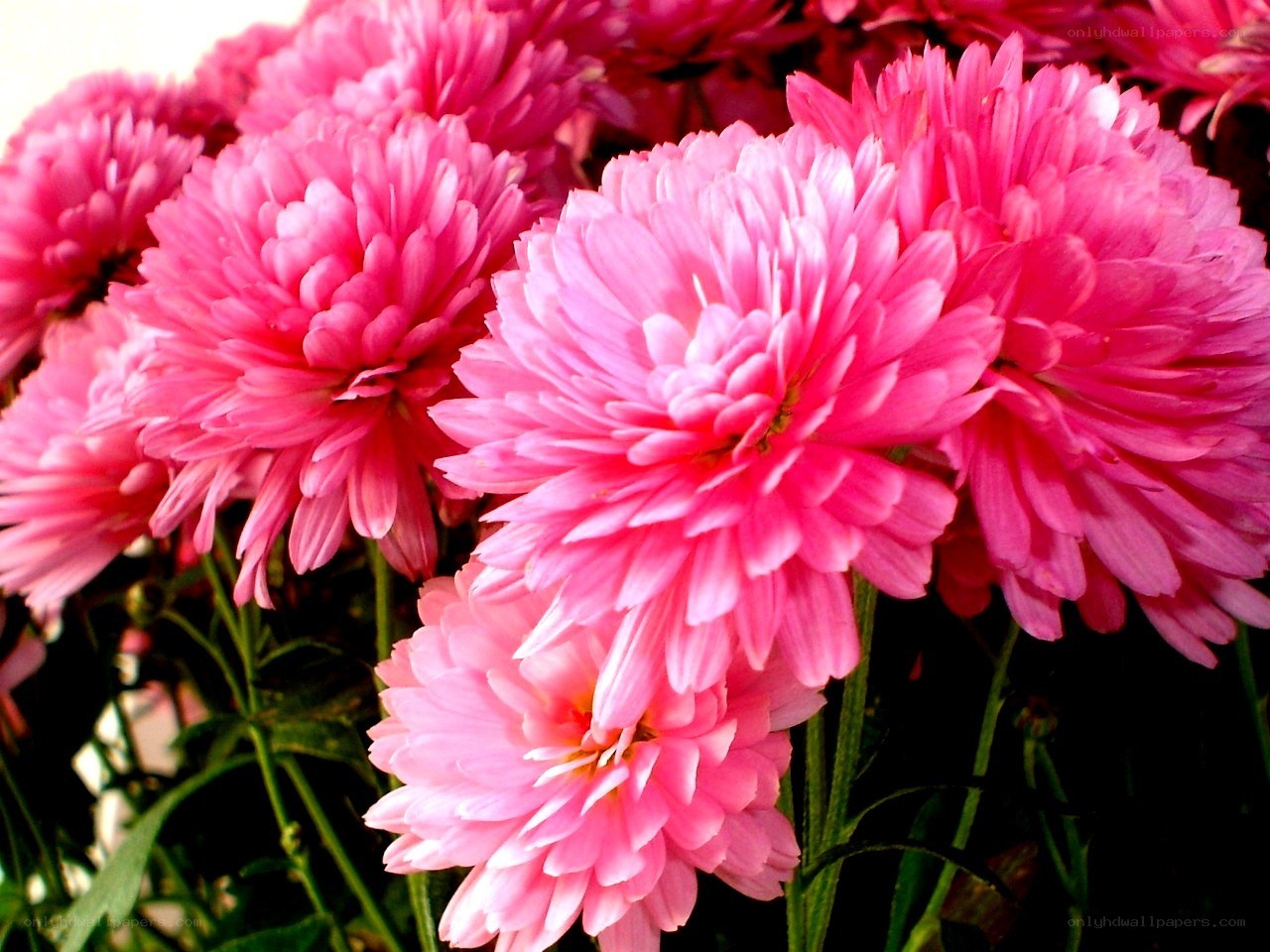 Pink chrysanthemum blooms