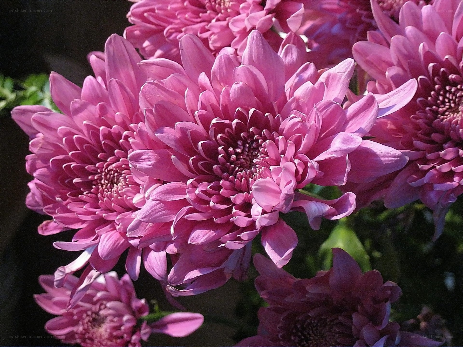Pink chrysanthemum blooms