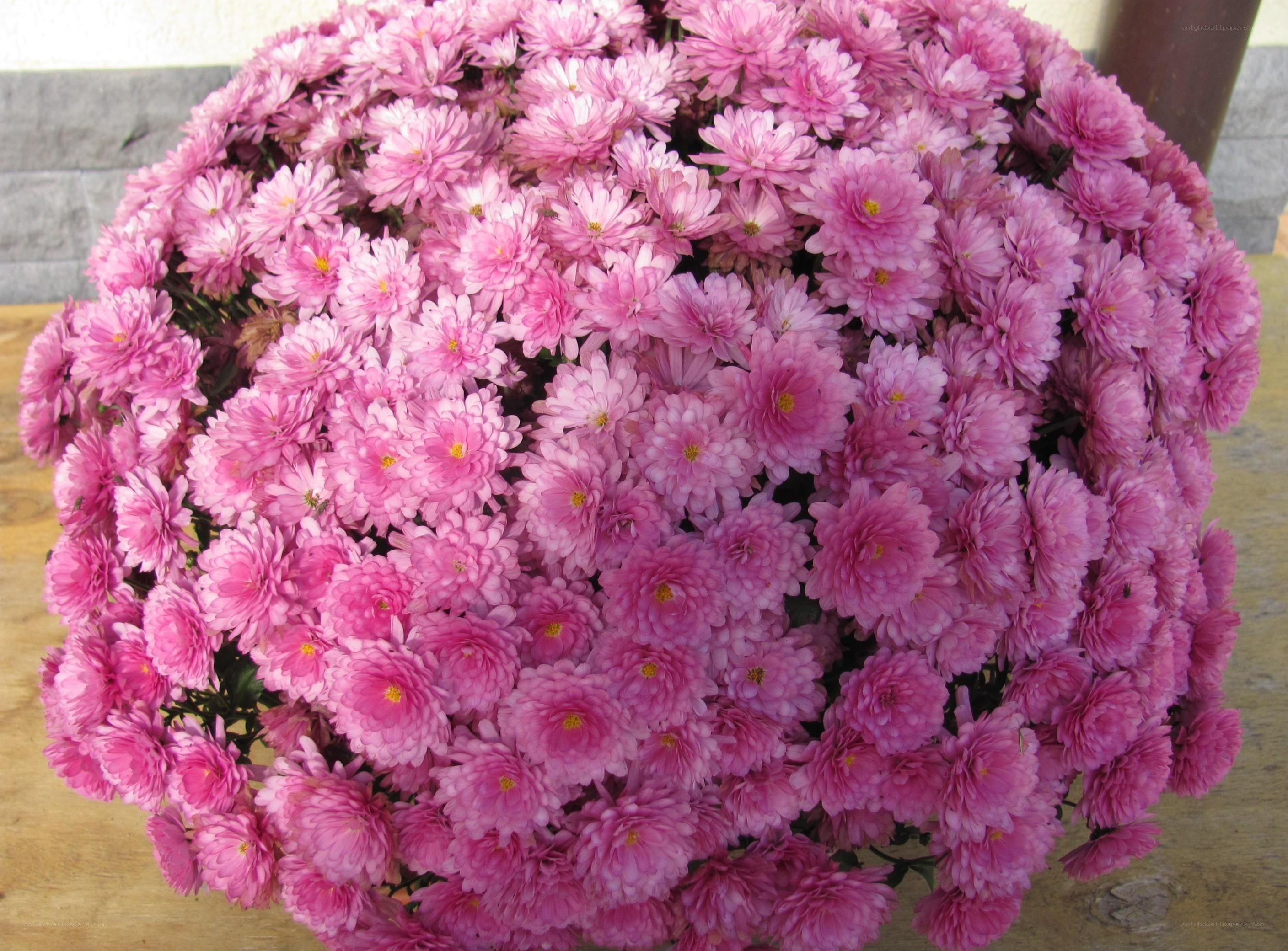 Pink chrysanthemum bouquet
