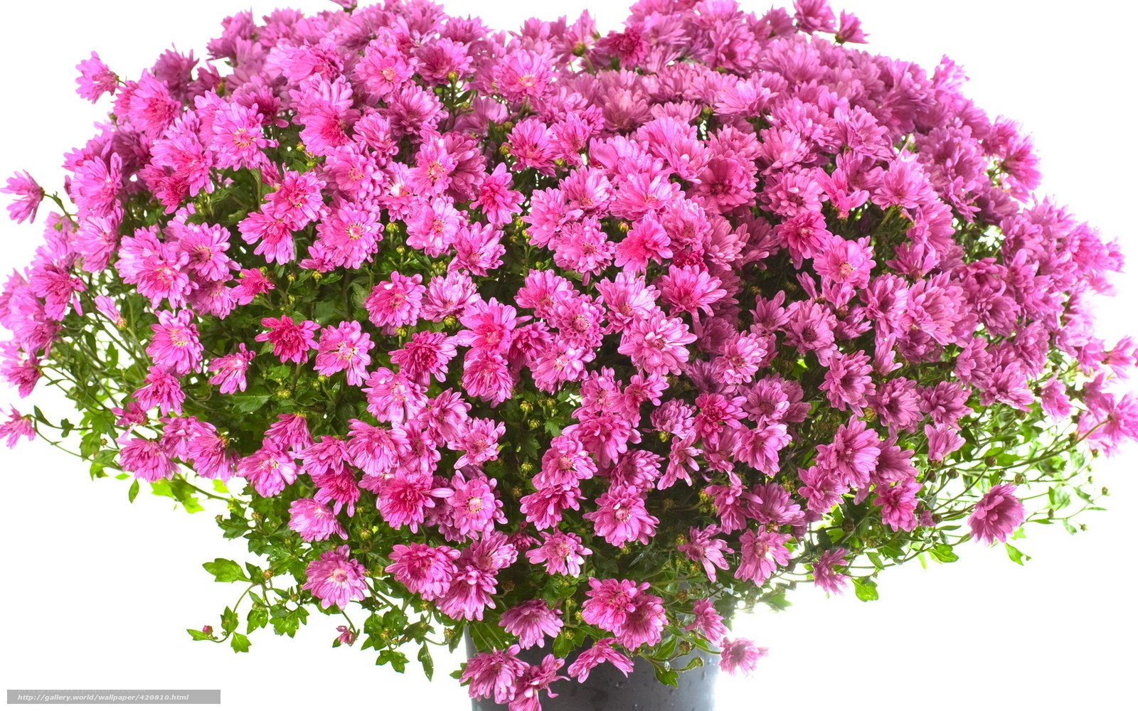 Pink chrysanthemum bouquet