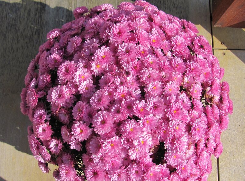 Pink Chrysanthemum Bouquet — Calm, Afternoon