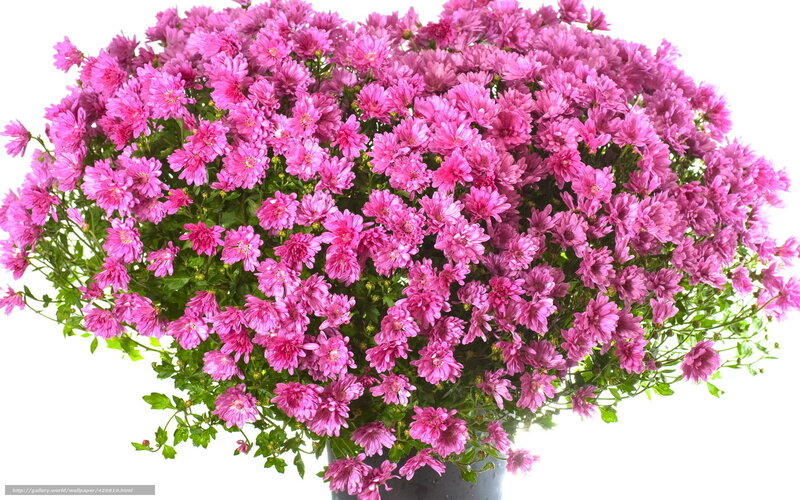 Pink Chrysanthemum Bouquet — Calm, Photograph, Flowers