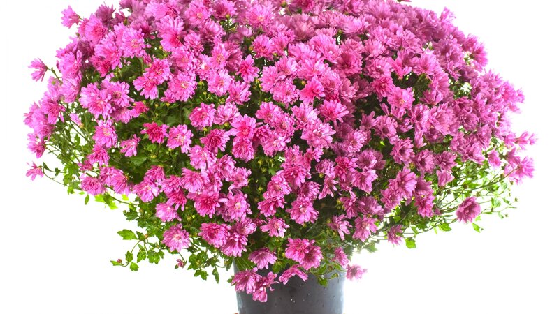 Pink Chrysanthemum Bouquet — Calm, Photograph, Green Leaves