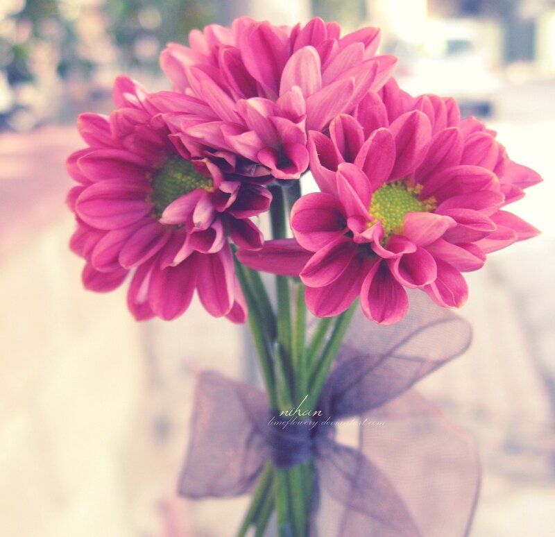 Pink Chrysanthemum Bouquet — Calm, Photograph