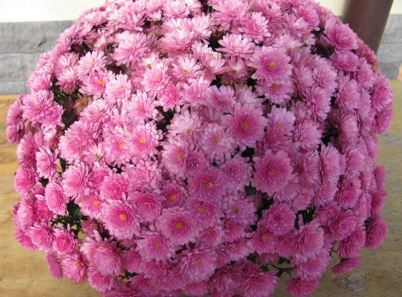 Pink Chrysanthemum Bouquet — Calm, Photograph, Wooden Surface