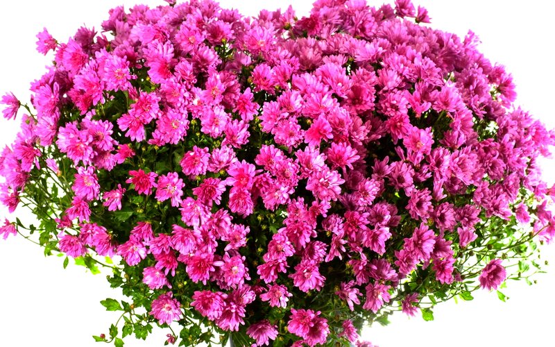Pink Chrysanthemum Bouquet — Vibrant