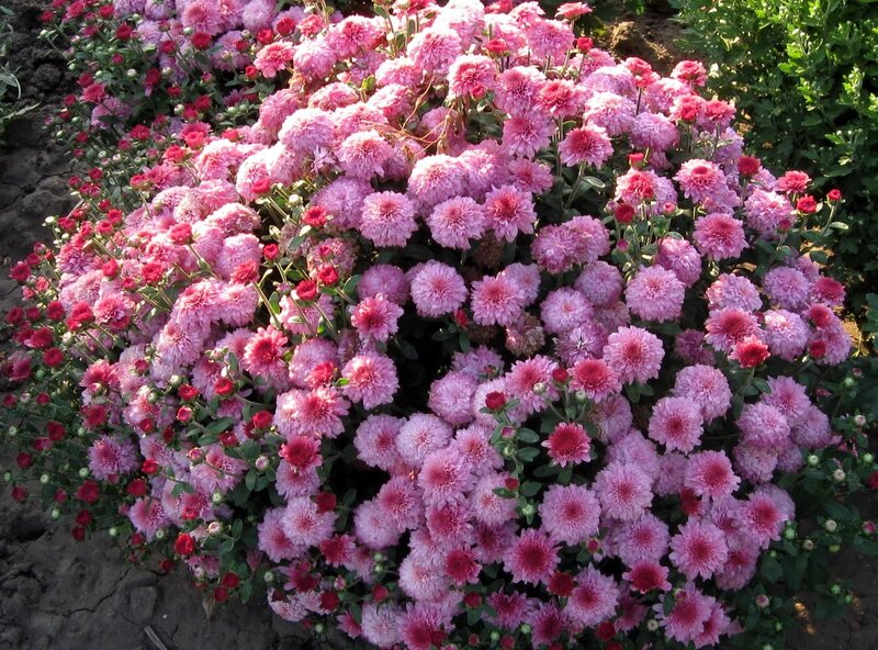 Pink Chrysanthemum Bush — Calm