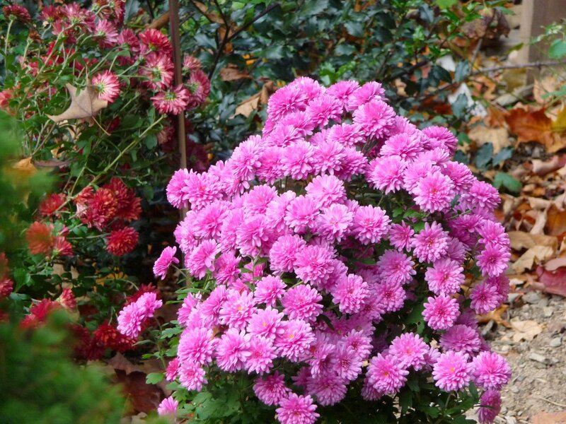 Pink Chrysanthemum Bush