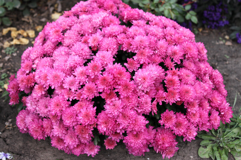 Pink Chrysanthemum Cluster