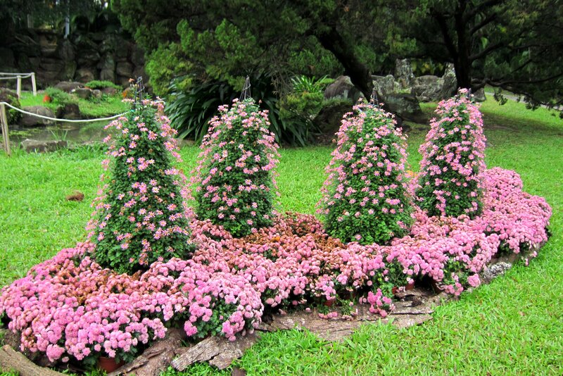 Pink Chrysanthemum Display — Serene