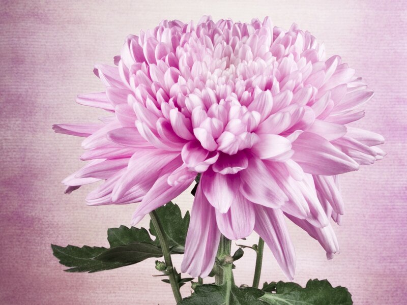 Pink chrysanthemum flower