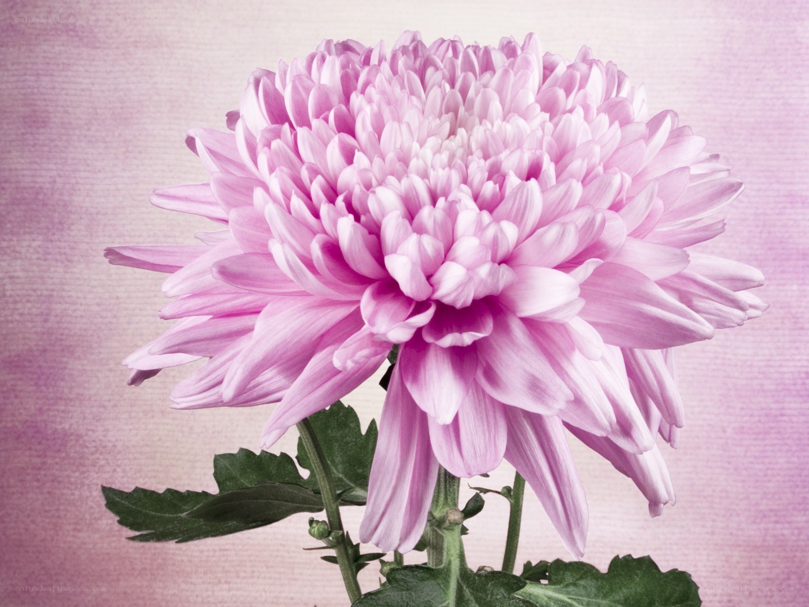 Pink chrysanthemum flower