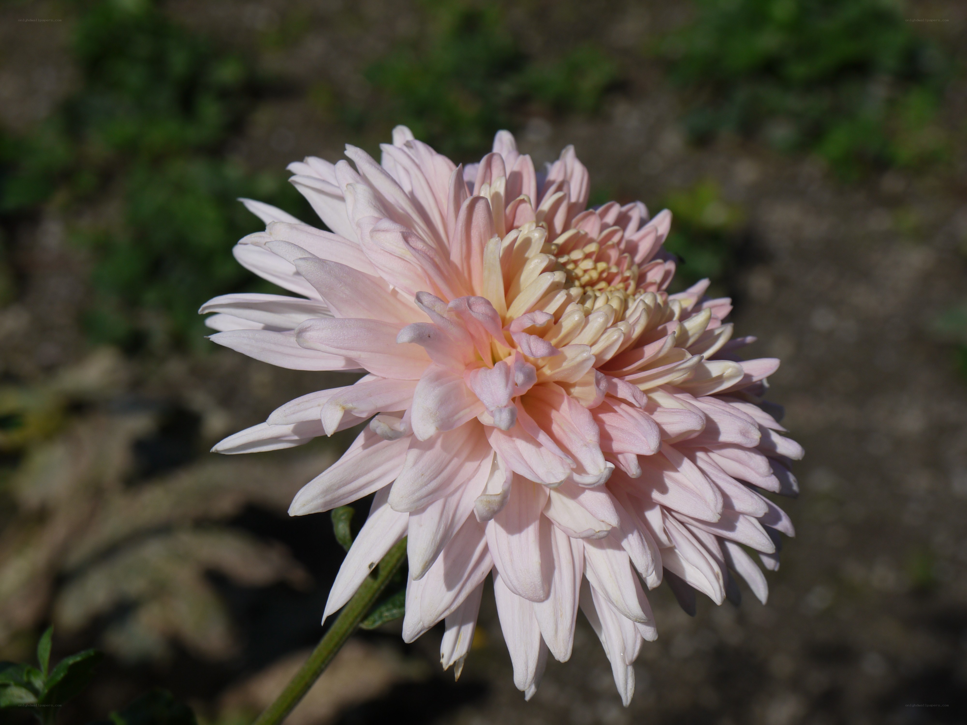 Pink chrysanthemum flower