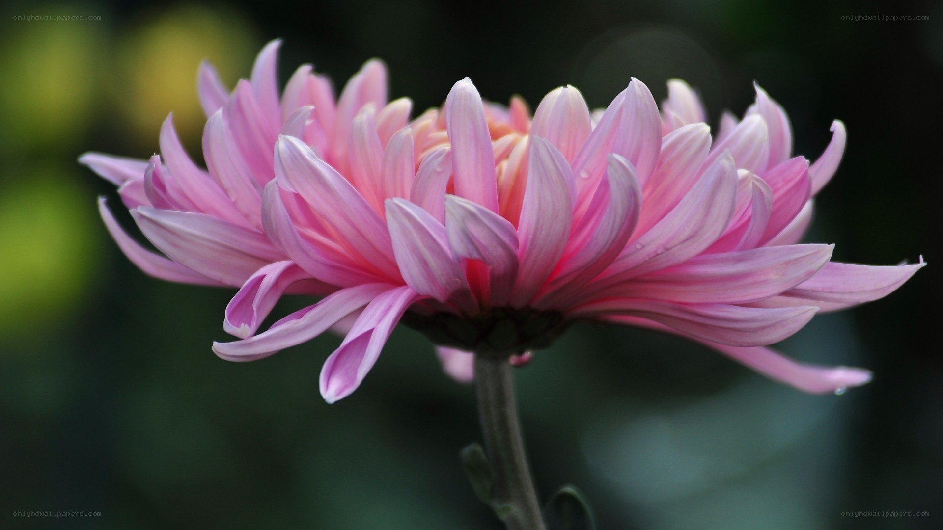 Pink chrysanthemum flower