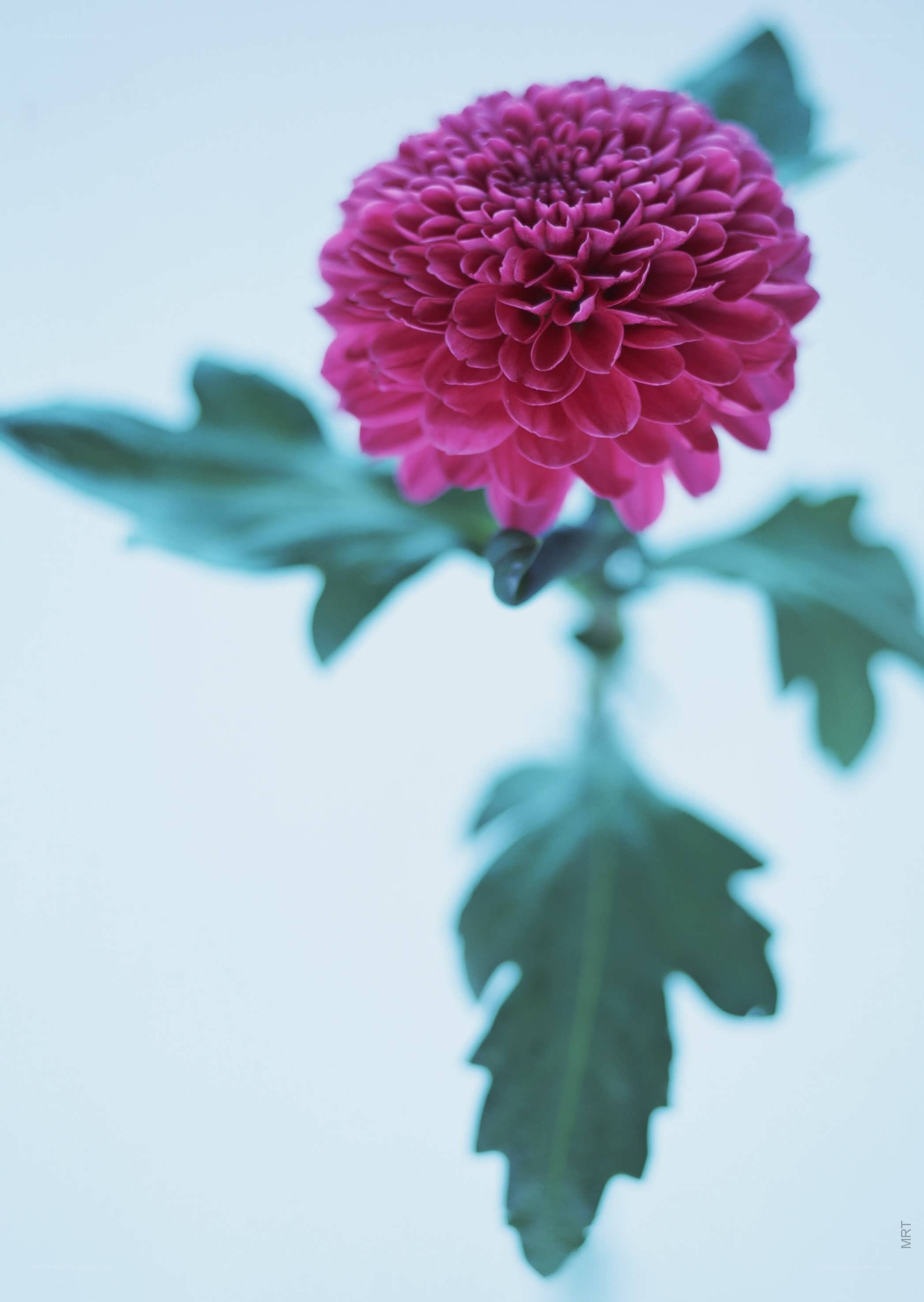 Pink chrysanthemum flower