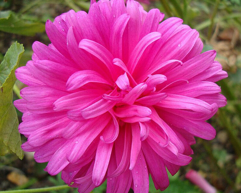 Pink Chrysanthemum Flower — Calm, Afternoon, Photograph, Petals