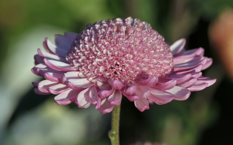 Pink Chrysanthemum Flower — Calm, Afternoon, Photograph, Stem