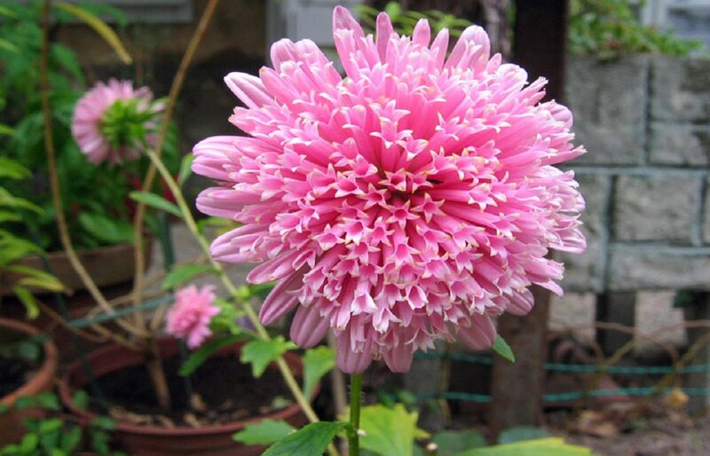 Pink Chrysanthemum Flower — Calm, Afternoon