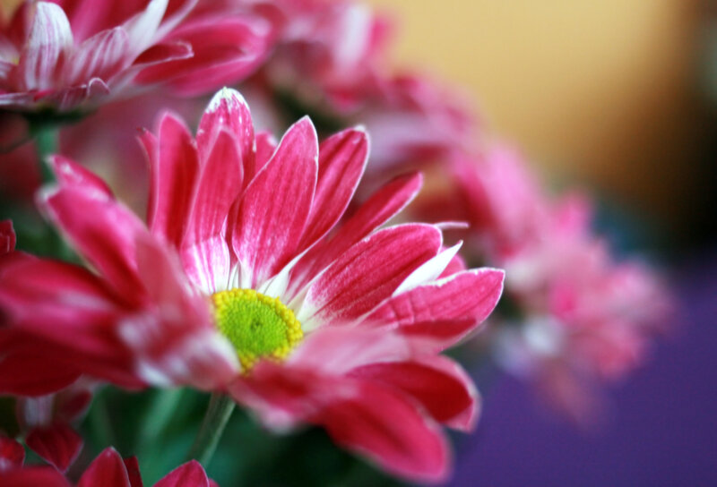 Pink Chrysanthemum Flower — Calm, Photograph, Green Center