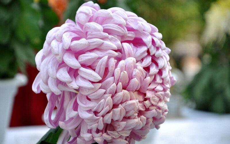 Pink Chrysanthemum Flower — Calm, Photograph, Green Leaves