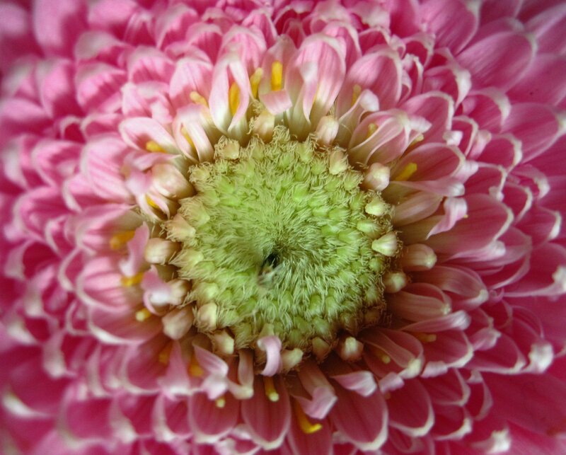 Pink Chrysanthemum Flower — Calm, Photograph, Petals, Center, Stamen