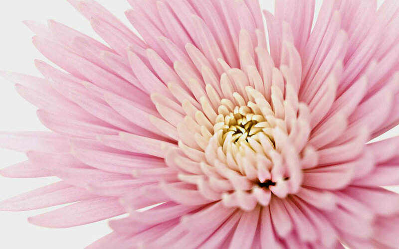 Pink Chrysanthemum Flower — Calm, Photograph, Petals, Center