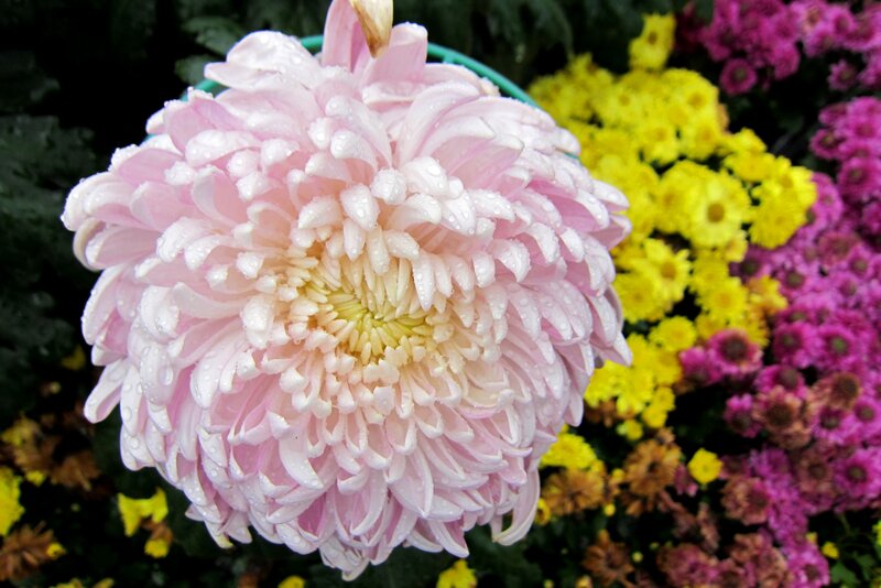 Pink Chrysanthemum Flower — Calm, Photograph, Yellow Flowers