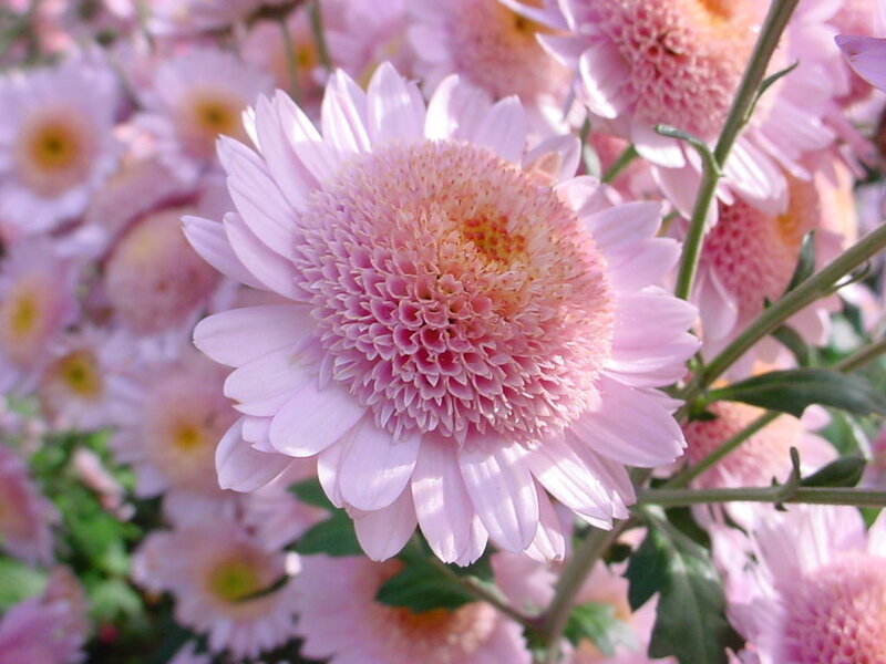 Pink Chrysanthemum Flower — Calm, Spring