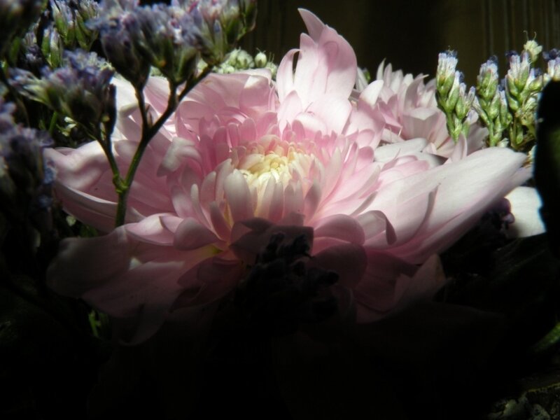 Pink Chrysanthemum Flower — Dramatic