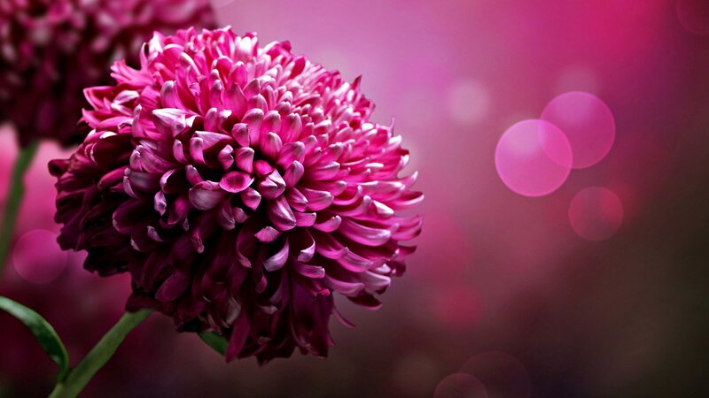 Pink Chrysanthemum Flower — Magenta, Serene