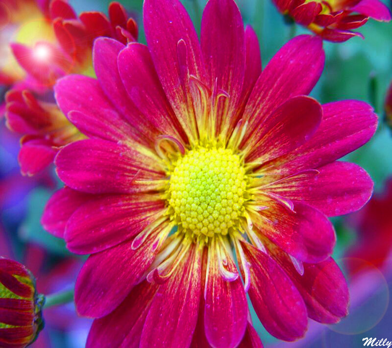 Pink Chrysanthemum Flower — Magenta