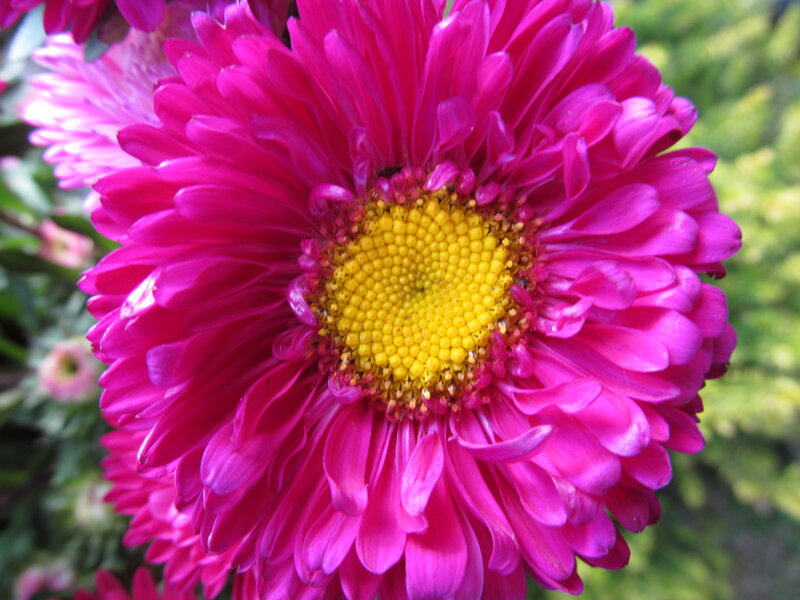 Pink Chrysanthemum Flower — Magenta, Vibrant