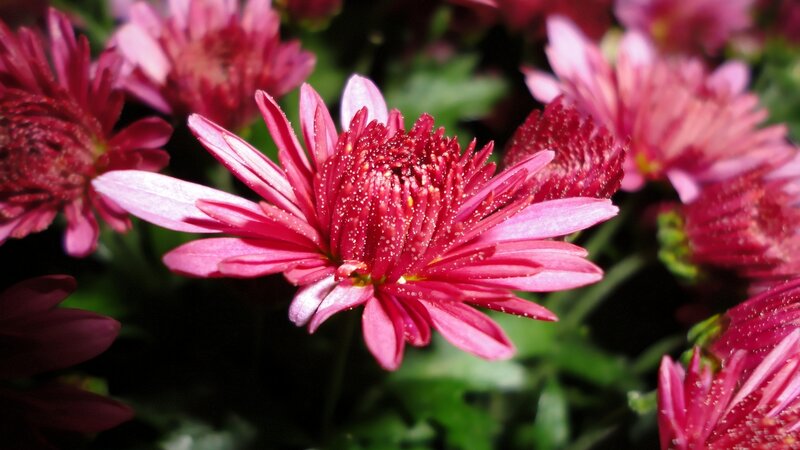 Pink Chrysanthemum Flower — Natural