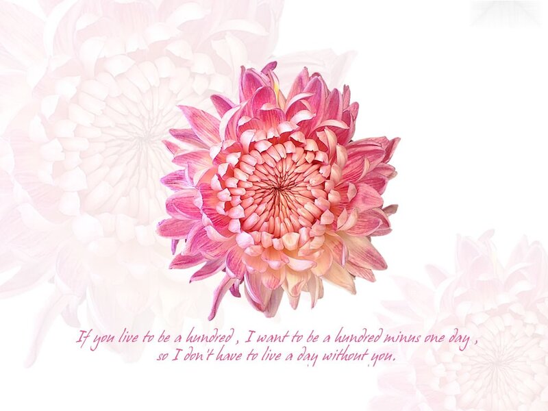 Pink Chrysanthemum Flower — Serene, Illustration